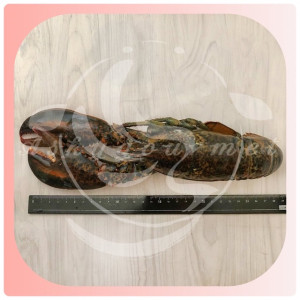 波士頓龍蝦 450-500g/隻